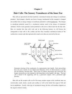 Hair Cells: The Sensory Transducers of the Inner Ear