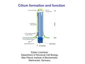 Cilium formation and function
