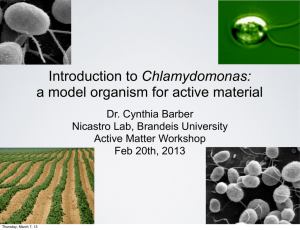Introduction to Chlamydomonas