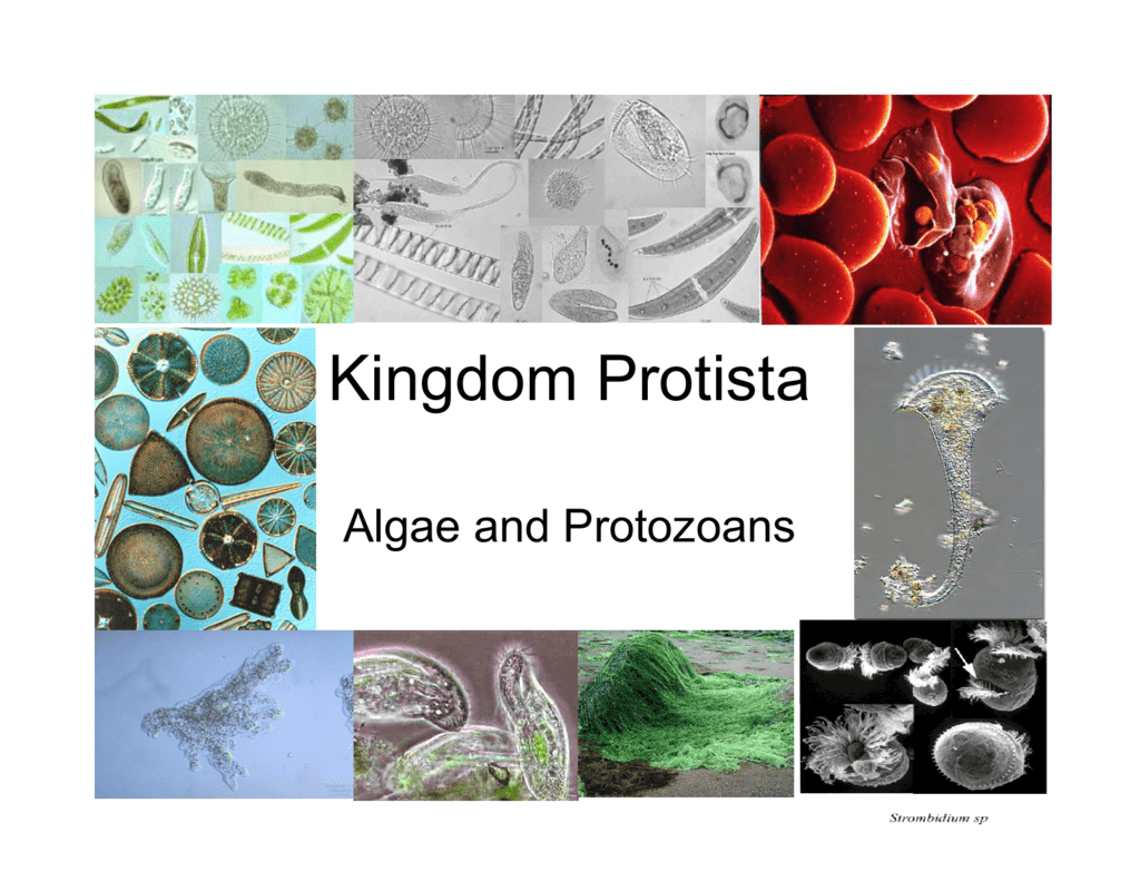 Kingdom Protista 