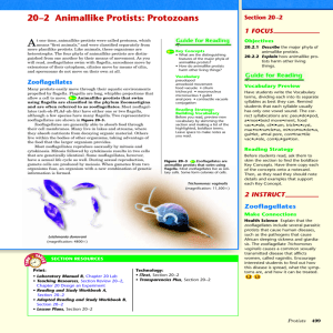 20–2 Animallike Protists: Protozoans