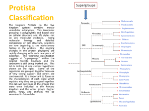 Protista Classification