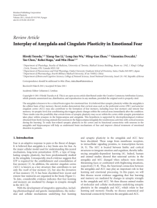 Review Article Interplay of Amygdala and Cingulate Plasticity in