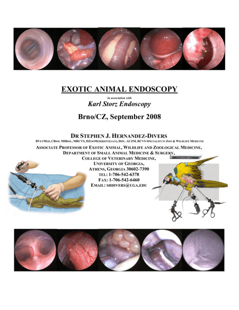 exotic animal endoscopy - ESAVS - European School for Advanced