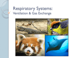 Respiratory Systems: Ventilation & Gas Exchange