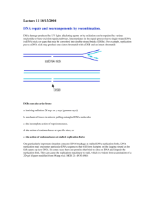 Lecture 11 10/15/2004 DNA repair and rearrangements by