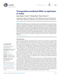 Transposition-mediated DNA re-replication in maize