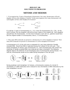 Mitosis and Meiosis Solutions