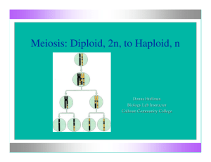 Meiosis: Diploid, 2n, to Haploid, n