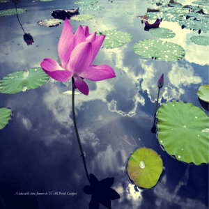 A lake with lotus flowers in UTAR Perak Campus