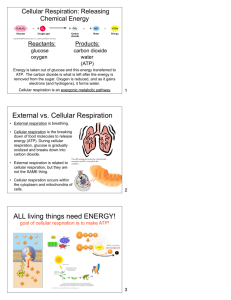 External vs. Cellular Respiration