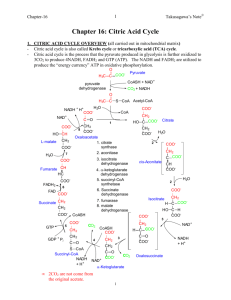 Chapter 19: Citric Acid Cycle