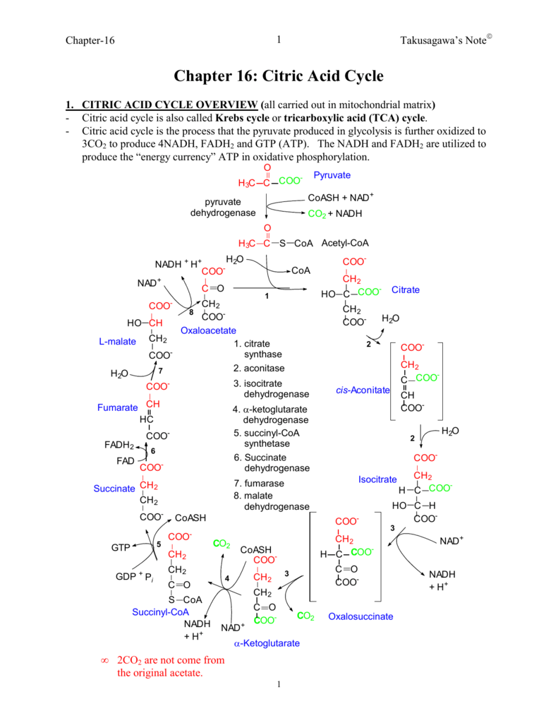 chapter-19-citric-acid-cycle