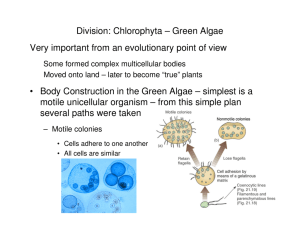 Body Construction in the Green Algae