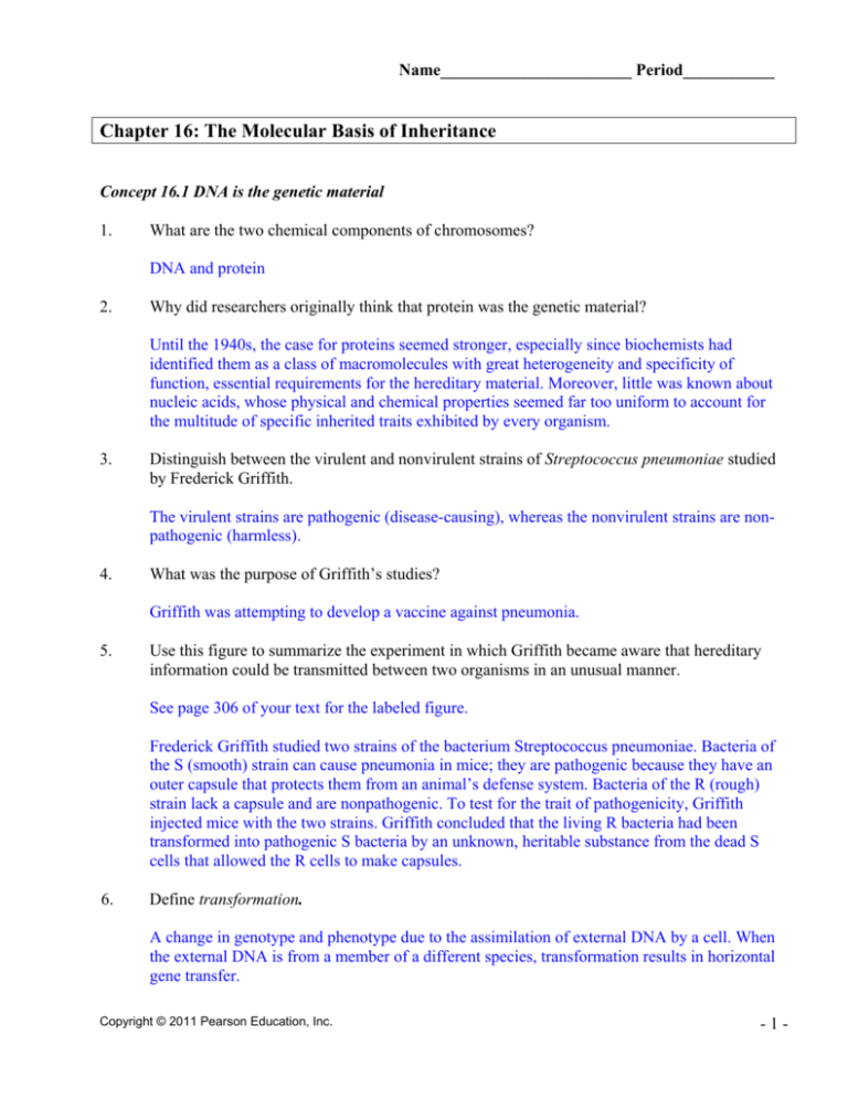 Chapter 16 The Molecular Basis Of Inheritance