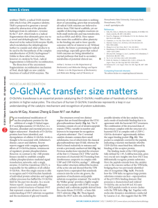 Molecular recognition: O-GlcNAc transfer: size matters