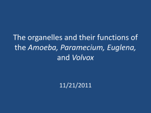 Amoeba, Paramecium, Euglena, and Volvox