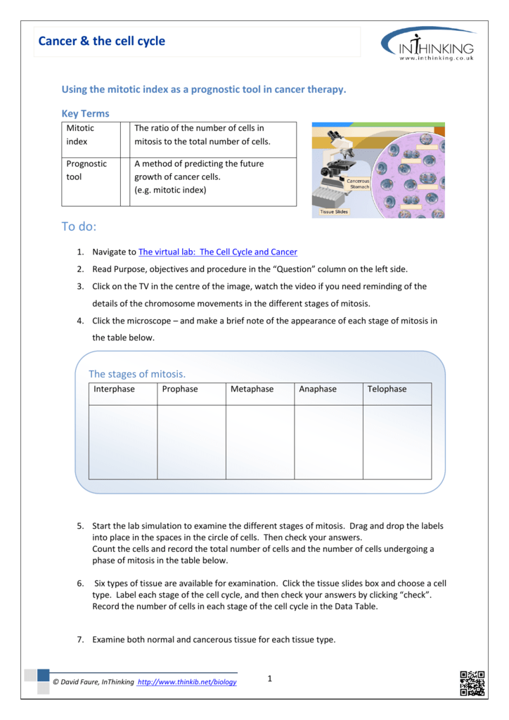 The Cell Cycle Worksheet Answers