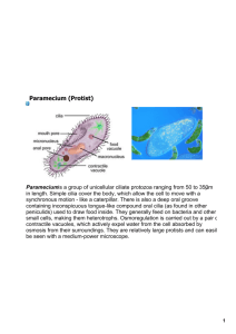 Paramecium (Protist)