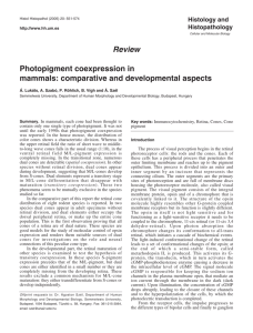 Review Photopigment coexpression in mammals: comparative and