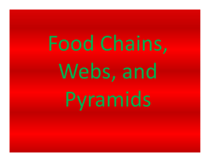 Food Chains, Webs, and Pyramids