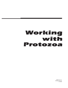 Working With Protozoa
