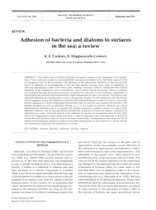 Adhesion of bacteria and diatoms to surfaces