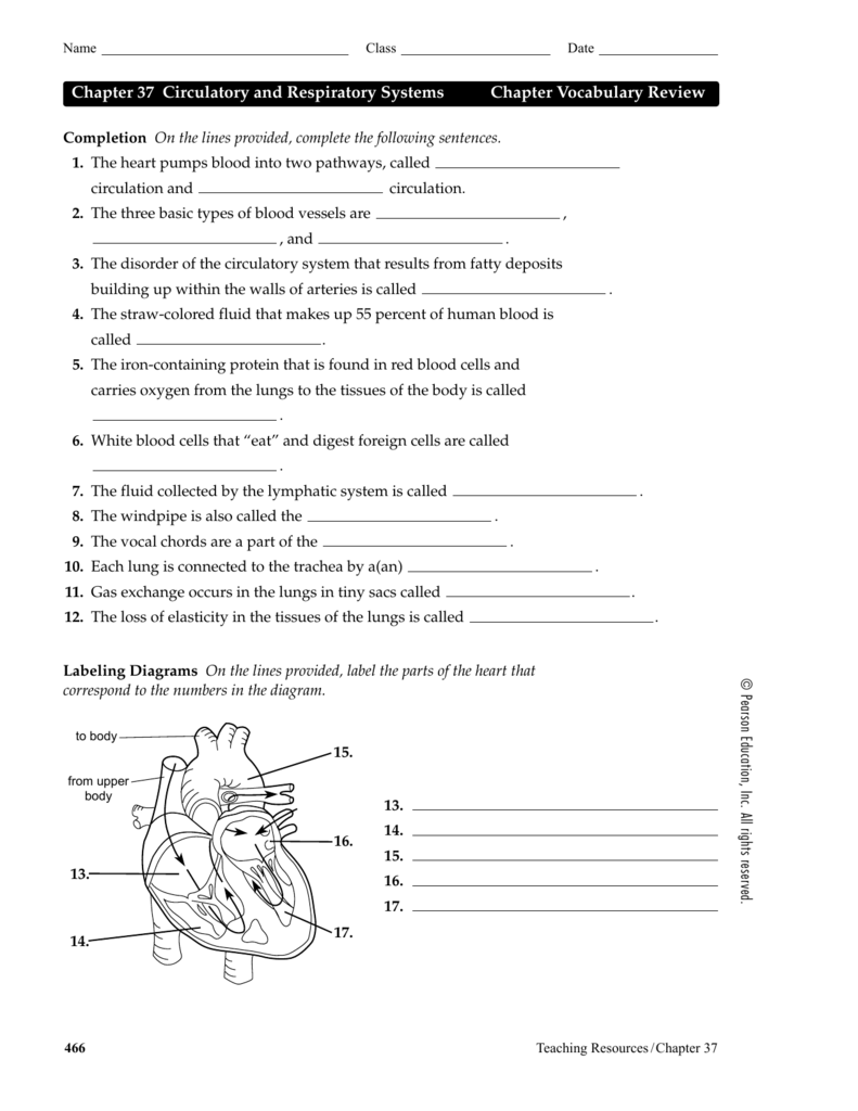Chapter 23 Circulatory and Respiratory Systems Chapter Regarding Circulatory System Worksheet Answers