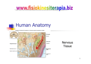 Human Anatomy - Fisiokinesiterapia.biz