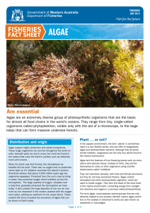 Fisheries Fact Sheet - Algae - Department Of Fisheries Western