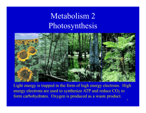 Metabolism 2 Photosynthesis