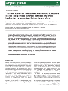 Transient expression in Nicotiana benthamiana fluorescent marker