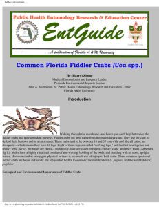 Common Florida Fiddler Crabs (Uca spp.)