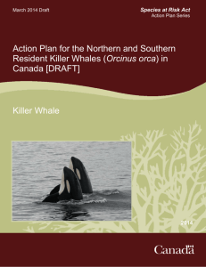 Action Plan for the Northern and Southern Resident Killer Whales
