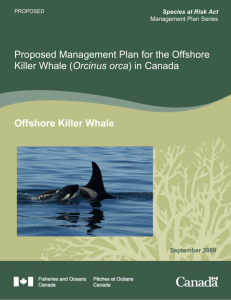 Proposed Management Plan for the Offshore Killer Whale (Orcinus