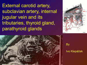 External carotid artery, subclavian artery, internal jugular vein and its