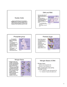 Nucleic Acids DNA and RNA Phosphate group Pentose Sugar