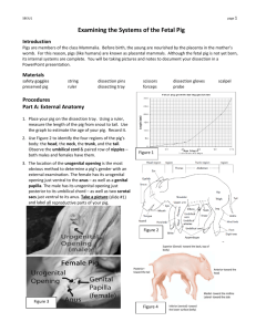Examining the Systems of the Fetal Pig