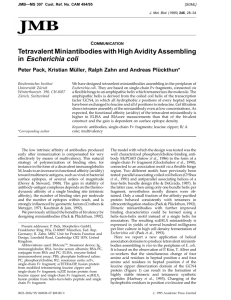 Tetravalent Miniantibodies with High Avidity