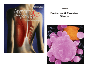 Endocrine & Exocrine Glands