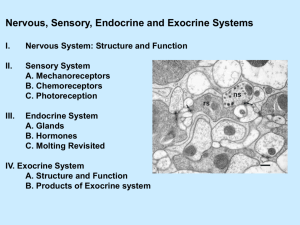 Nervous, Sensory, Endocrine and Exocrine Systems