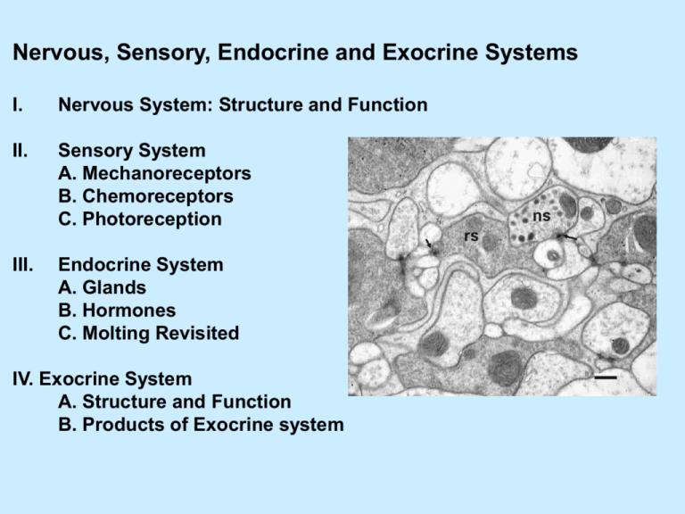 Nervous Sensory Endocrine And Exocrine Systems