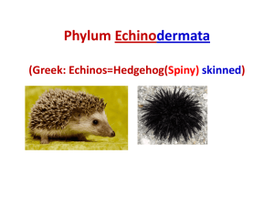 Phylum Echinodermata - Prof. L. D. Amarasinghe