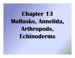 Chapter 13 Mollusks, Annelida, Arthropods, Echinoderms