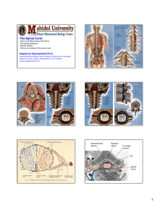 The Spinal Cord - Institute of Molecular Biosciences, Mahidol