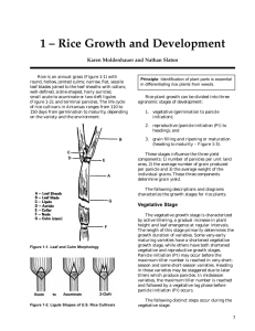 Rice Growth and Development