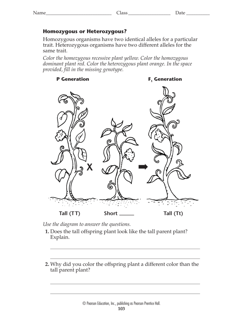 Homozygous or Heterozygous? Homozygous organisms have two