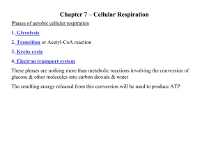Chapter 7 – Cellular Respiration