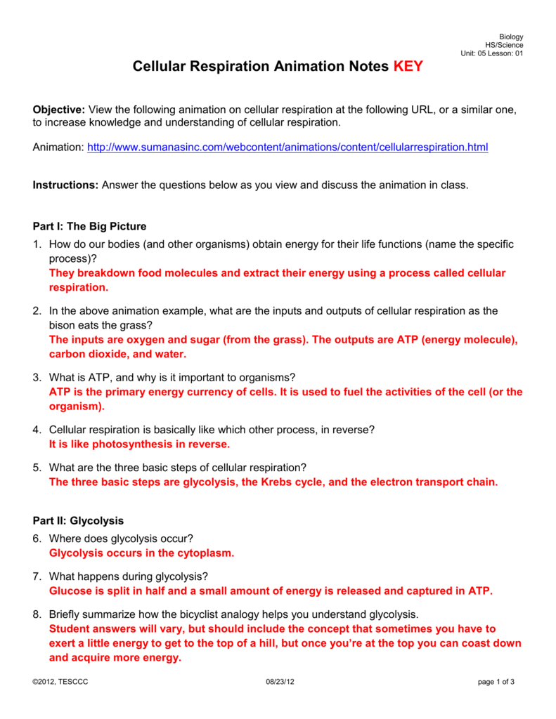 Cellular Respiration Animation Notes KEY Inside Cellular Respiration Worksheet Answer Key