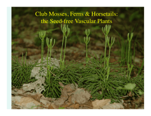 Club Mosses, Ferns & Horsetails: the Seed